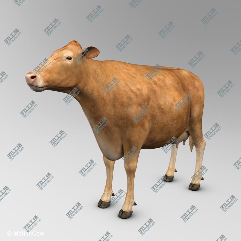 images/goods_img/202104022/Cow Limousin/5.jpg